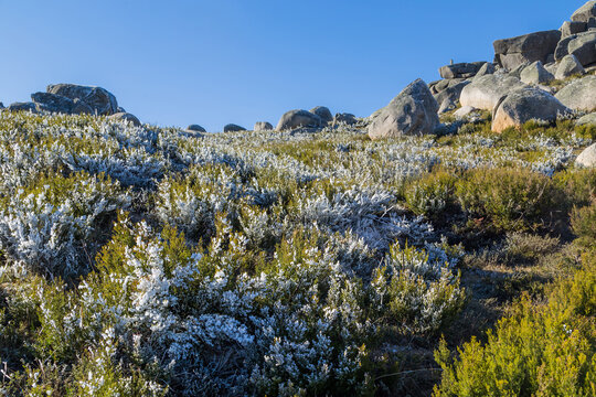 landscape covered by bushes