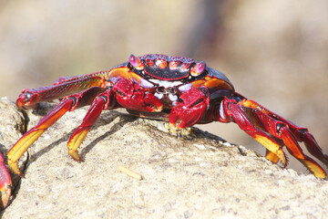 rote_Klippenkrabbe