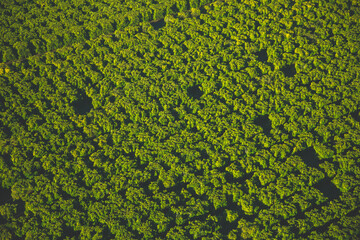 areal view of orange grove on a hot air balloon early morning ride sunrise  Riverside County,...