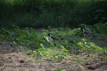 red-wattled lapwing (Vanellus indicus) is an Asian lapwing or large plover, a wader in the family Charadriidae.Local names-titeeri,titawi, tittibha,tateehar,titodi,hatatut,balighora,yennappa chitawa