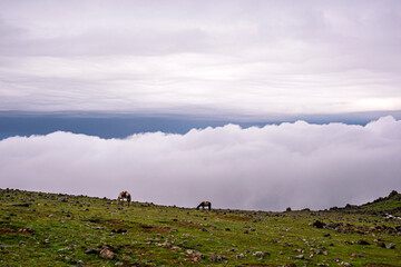 ase camp at  Ararat Mountain, approximate elevation  of 3300 meters with green pasture and rocks ...