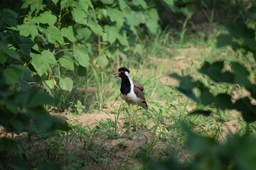 red-wattled lapwing (Vanellus indicus) is an Asian lapwing or large plover, a wader in the family Charadriidae.Local names-titeeri,titawi, tittibha,tateehar,titodi,hatatut,balighora,yennappa chitawa