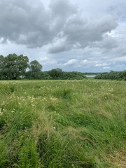 Wild flowers in the field, natural colors