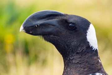Thick-billed raven (Dendropicos abyssinicus) close up