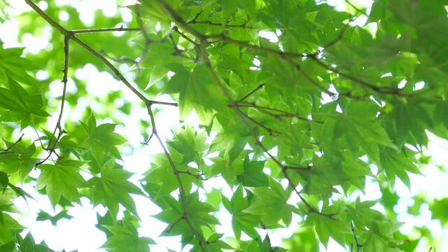 かえでの葉の木漏れ日