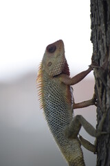 The Indian chameleon(Chamaeleo zeylanicus) is found in Sri Lanka, India, and other parts of South Asia. This species has a long tongue, feet that are shaped into bifid claspers, a prehensile tail.
