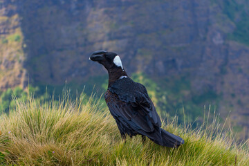 Thick-billed raven bird on the grass, Simien mountains