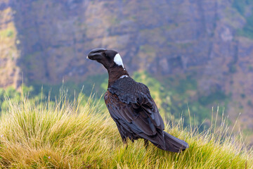 Thick-billed raven bird on the grass, Simien mountains