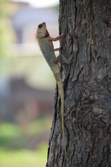 The Indian chameleon(Chamaeleo zeylanicus) is found in Sri Lanka, India, and other parts of South Asia. This species has a long tongue, feet that are shaped into bifid claspers, a prehensile tail.