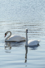 Fototapeta premium Two white swans in the river.