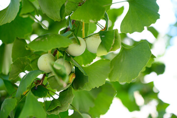 Ginkgo fruit grow on trees close-up