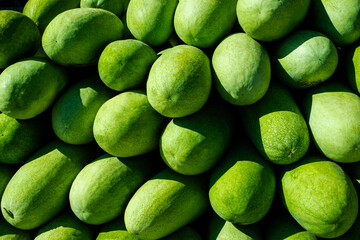  Background from oval green watermelons. Sale of watermelons and melons.