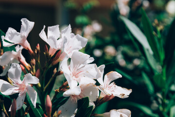 White Nerium Oleander Leander Blooming