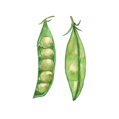 Green pea pods whole and opened isolated on white background. Watercolor hand drawn illustration. Perfect for print, poster, decoration healthy food, banner.