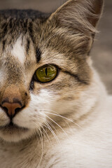 close up portrait of a cat