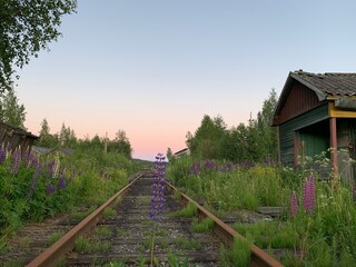 Railway in the village, evening sky, wild flowers