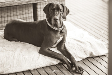 portrait of a dog, Great Dane 