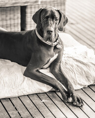 portrait of a dog, Great Dane 