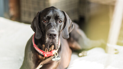 portrait of a dog, Great Dane 