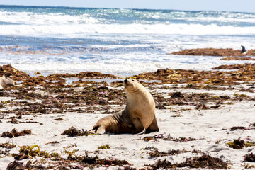 Fototapeta premium Cute Australian Sea Lion on the Kangaroo Island coastline, Seal bay, South Australia.