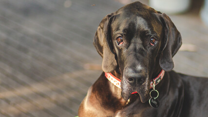 portrait of a dog, Great Dane 