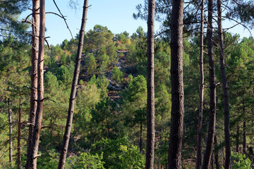 Fototapeta premium Circuit of 25 bumps hiking trail in Fontainebleau forest