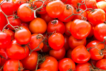 lots of tomatoes on a branch on counter