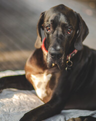 portrait of a dog, Great Dane 