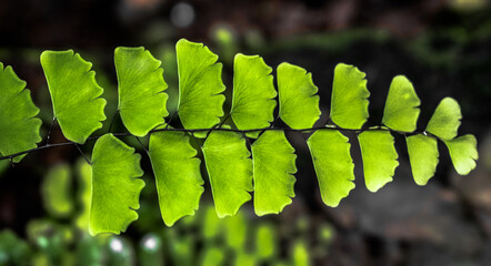 Beautiful photo of Maidenhair fern known as Adiantum Lunulatum or Adiantum Philippense similar to Adiantum sp is a Terrestrial fern or weed found in Moisture rich forest. © Ashish_wassup6730