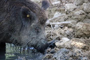 Wild boar in a mud puddle