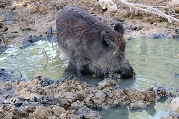 Wild boar in a mud puddle