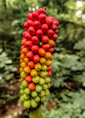 Closeup of very colorful fruits of Arisaema spp. looks like Italian Arum, found in common backyard garden and in Tropical Rain Forests. Few Species are poisonous in nature too. Kids should beware.