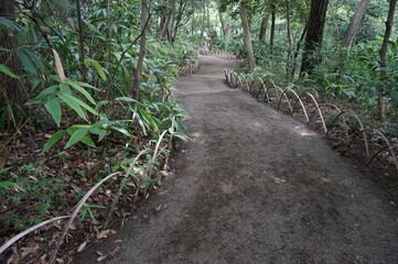 森の散歩道
