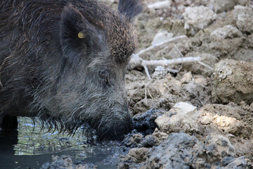 Wild boar in the mud