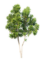 Fototapeta na wymiar Isolated tropical big tree on white background with clipping path. Suitable for use in advertising and architecture design.