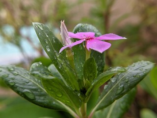 pink flower in the rain