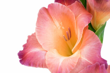 Fototapeta na wymiar Close-up of a flower on a stem of beautiful gladioli on a white background