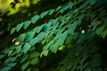Fototapeta na wymiar Fresh green leaves on a tree