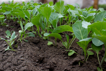 Beds of seedlings of early cabbage