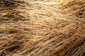 Dried yellow herbs in the forest. Close-up. Background.