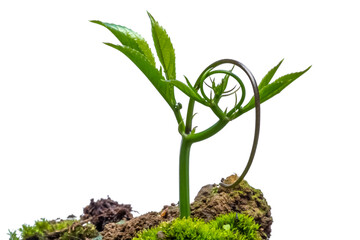 young plant in soil