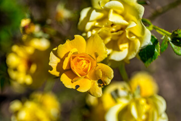 Some orange yellow roses in the garden