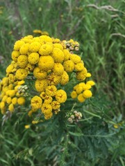 yellow flowers in the garden