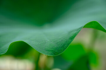 green leaf with water drops