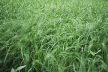 Obraz premium Green rice field in blurred motion background concept.