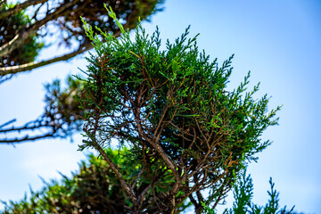 Beautiful tuja tree branch in nordic forest. Green leaves of tuja, thuja background. - obrazy, fototapety, plakaty