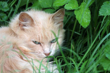 Naklejka na ściany i meble Portrait of ginger cat sitting in a grass. Angry pet in summer
