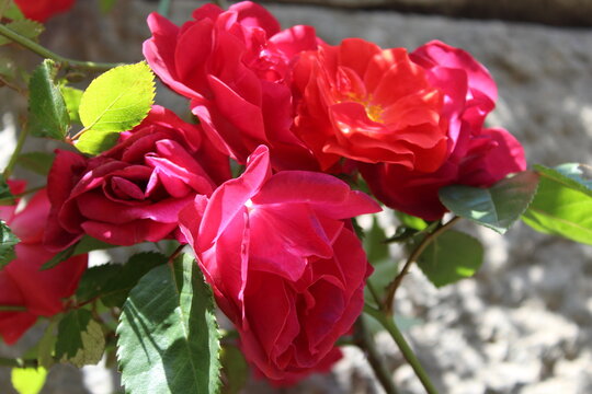 Bright inflorescences of Bush roses. Bush roses of different shades of scarlet. Garden roses. Lush inflorescences of beautiful flowers