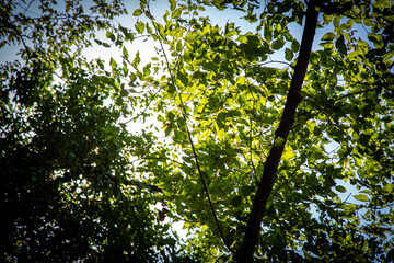 Obraz premium Sun rays shining through trees ,nature background
