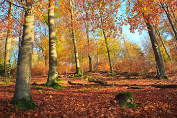 Beautiful Autumn Colorful Trees And Blue Sky .